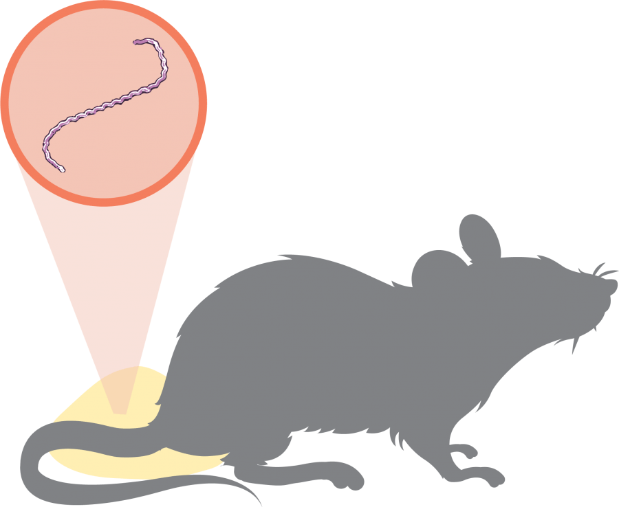 LEPTOSPIROSE